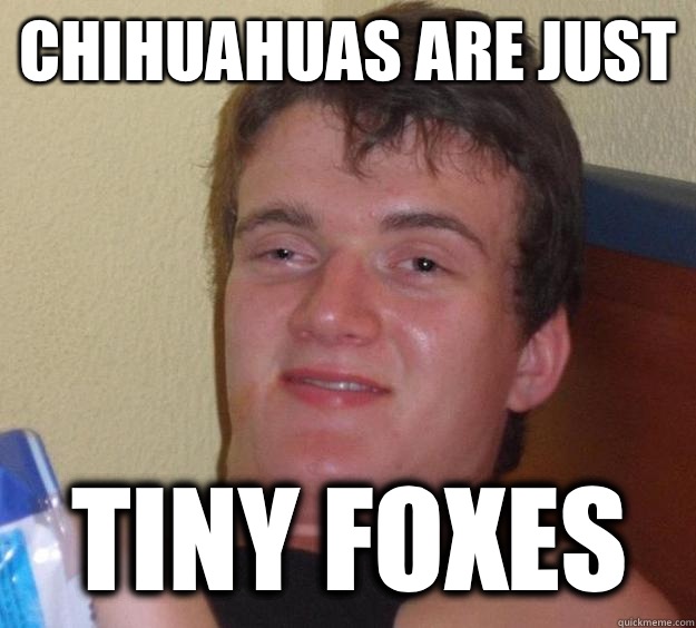 chihuahuas are just  Tiny foxes - chihuahuas are just  Tiny foxes  10 Guy