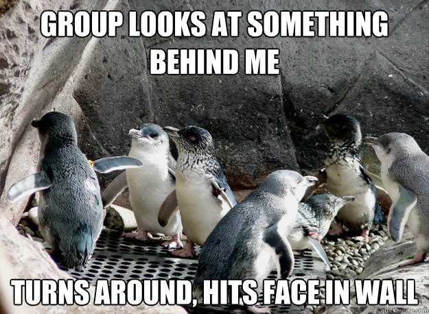 Group looks at something behind me Turns around, hits face in wall - Group looks at something behind me Turns around, hits face in wall  Socially Awkward Penguin