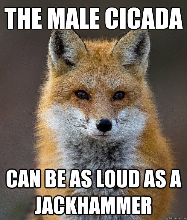 The male cicada can be as loud as a jackhammer  Fun Fact Fox