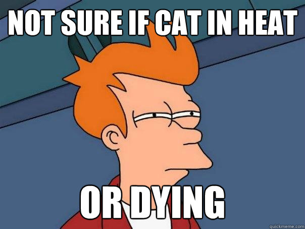 Not sure if cat in heat  or dying - Not sure if cat in heat  or dying  Futurama Fry