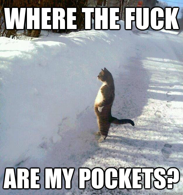 Where the fuck are my pockets? - Where the fuck are my pockets?  Standing Cat