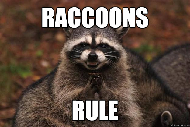 RACCOONS RULE  Evil Plotting Raccoon