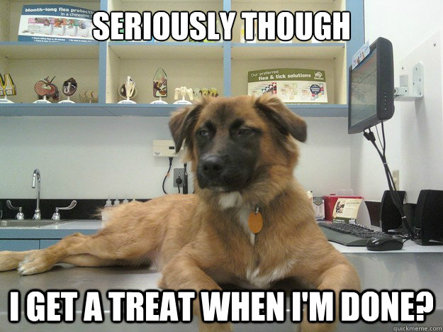 seriously though i get a treat when i'm done? - seriously though i get a treat when i'm done?  Suspicious Dog