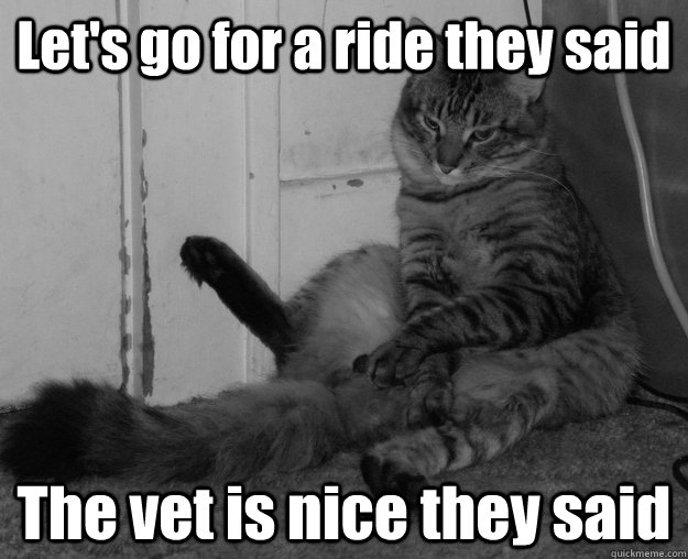 Let's go for a ride they said The vet is nice they said - Let's go for a ride they said The vet is nice they said  Traumatized Depressed Cat