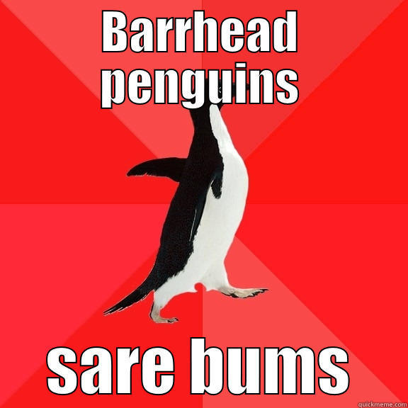 BARRHEAD PENGUINS SARE BUMS Socially Awesome Penguin