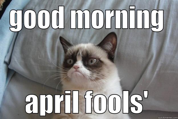 morning cat - GOOD MORNING APRIL FOOLS' Grumpy Cat