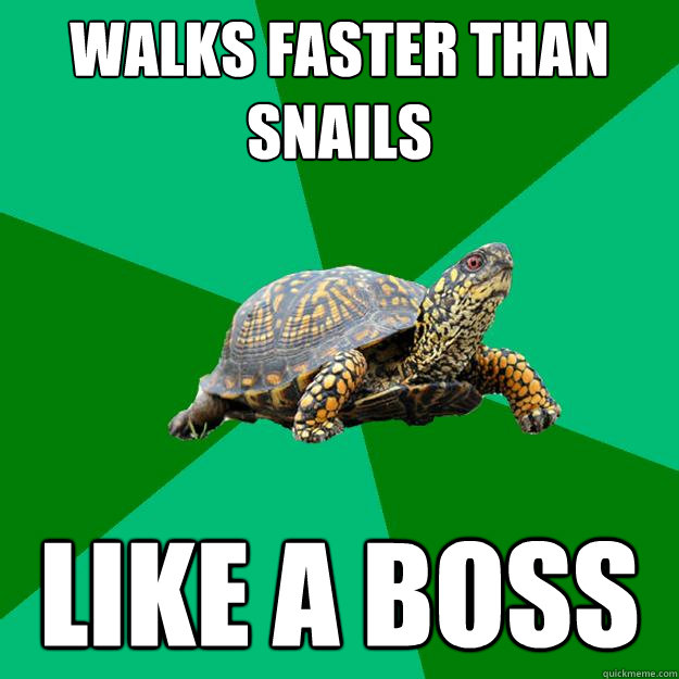 Walks faster than snails Like a boss  Torrenting Turtle