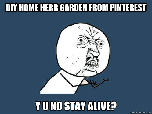 DIY home herb garden from pinterest y u no stay alive? - DIY home herb garden from pinterest y u no stay alive?  Y U No