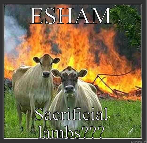 ESHAM SACRIFICIAL LAMBS??? Evil cows