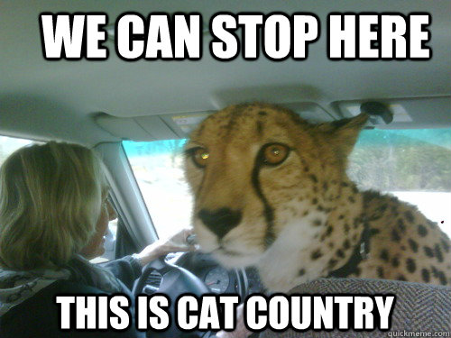 We can stop here This is cat country - We can stop here This is cat country  Chill Cheetah