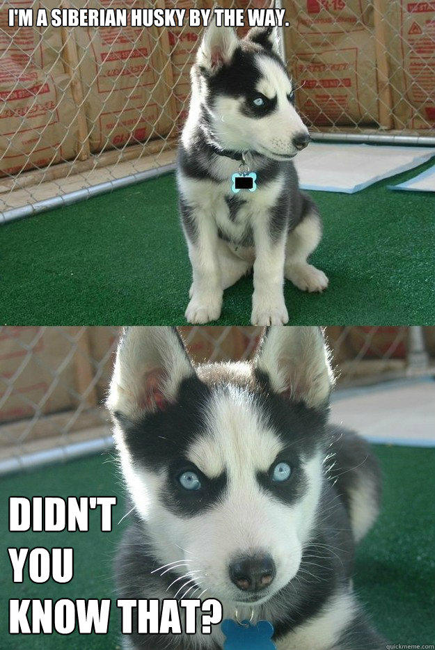 I'm a Siberian husky by the way. didn't
you
know that?  Insanity puppy