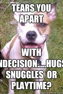 Tears you apart With indecision.....hugs, snuggles  or playtime?  Good Girl Pitbull