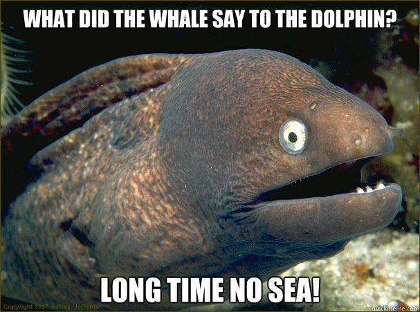 What did the whale say to the dolphin? Long time no sea! - What did the whale say to the dolphin? Long time no sea!  Bad Joke Eel