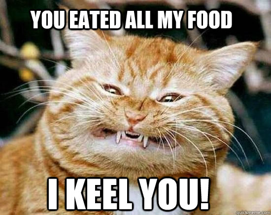 You eated all my food I KEEL YOU! - You eated all my food I KEEL YOU!  Angry cats