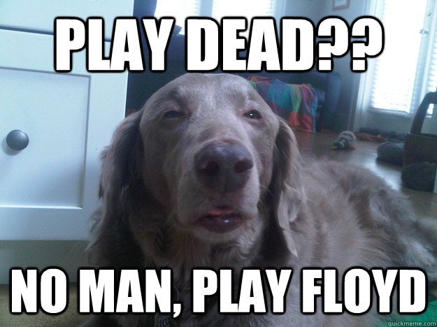 Play dead?? No man, play floyd  10 Dog