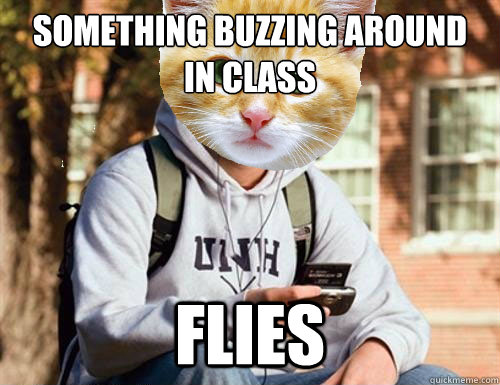 Something buzzing around 
in class flies - Something buzzing around 
in class flies  College Freshmen Cat