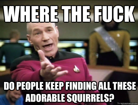 where the fuck do people keep finding all these adorable squirrels?    Annoyed Picard HD