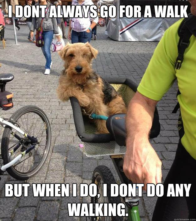 I dont always go for a walk But when i do, I dont do any
walking.  The Most Interesting Dog in the World