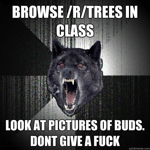 Browse /r/trees in class look at pictures of buds. dont give a fuck   Insanity Wolf