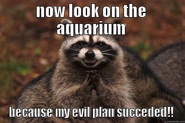 NOW LOOK ON THE AQUARIUM BECAUSE MY EVIL PLAN SUCCEDED!! Evil Plotting Raccoon