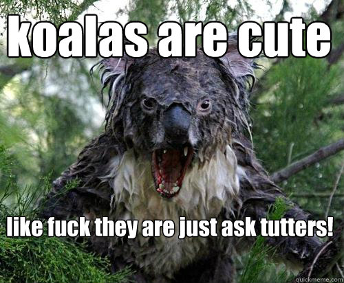 koalas are cute like fuck they are just ask tutters!  Angry Koala