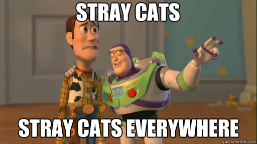 Stray Cats Stray Cats everywhere - Stray Cats Stray Cats everywhere  Everywhere