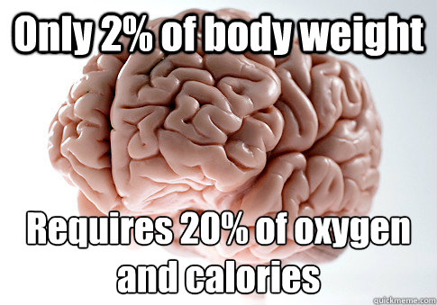 Only 2% of body weight Requires 20% of oxygen and calories  Scumbag Brain