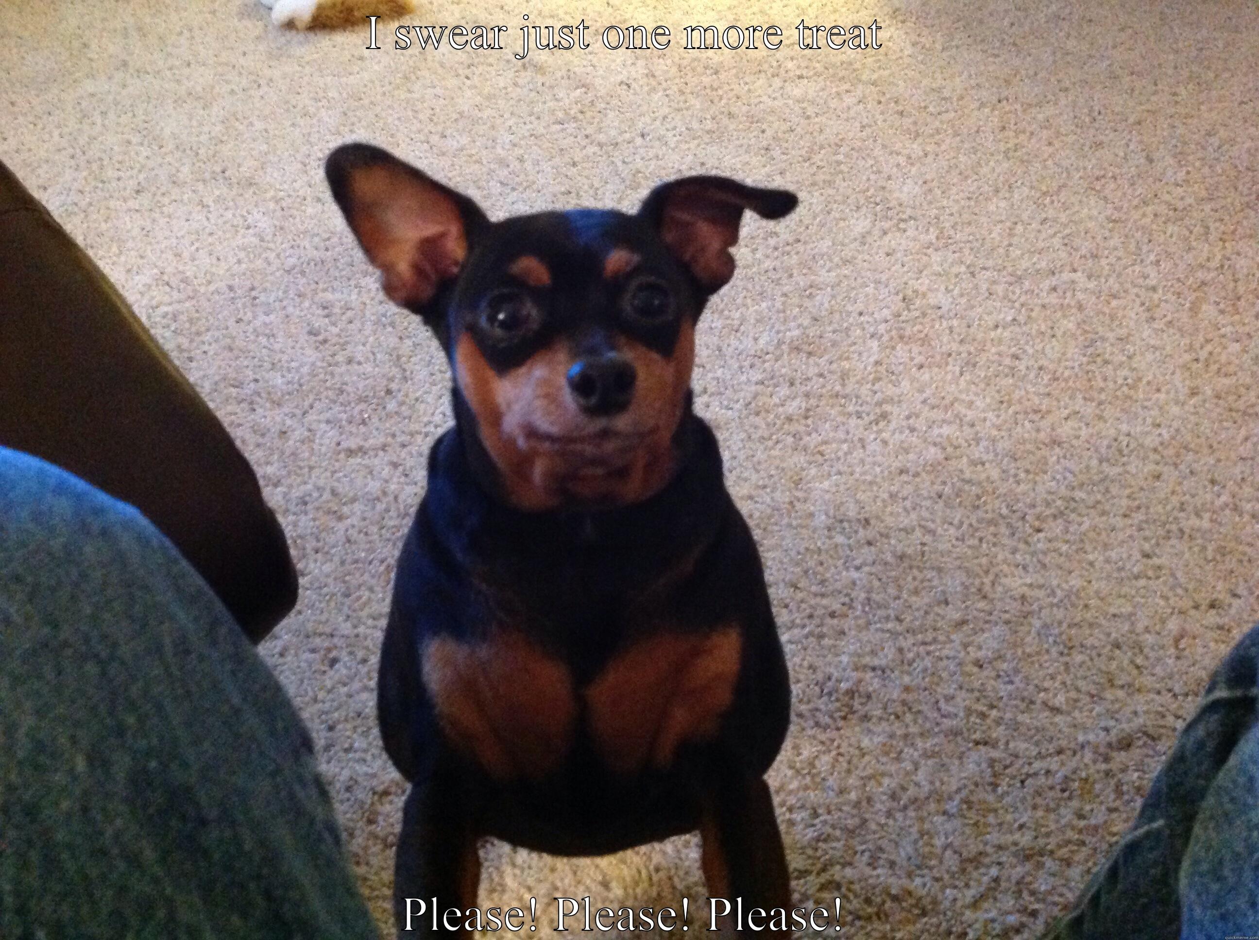 Min pin - I SWEAR JUST ONE MORE TREAT PLEASE! PLEASE! PLEASE! Misc