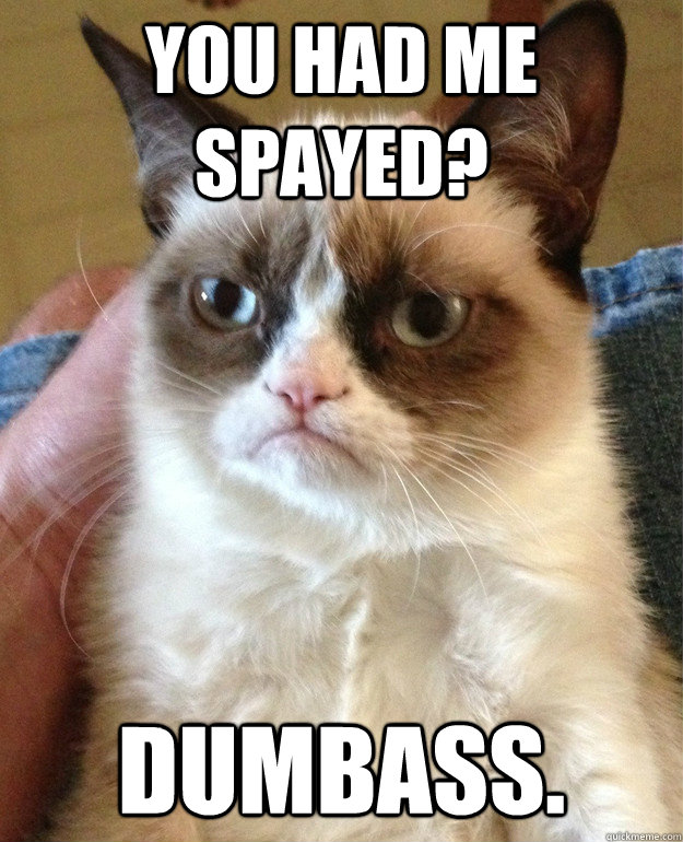 You had me spayed? Dumbass.  Grumpy Cat