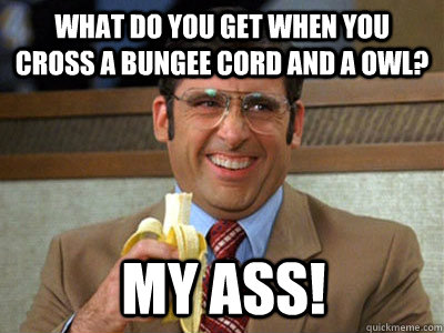 What do you get when you cross a bungee cord and a owl? my ass! - What do you get when you cross a bungee cord and a owl? my ass!  Brick Tamland