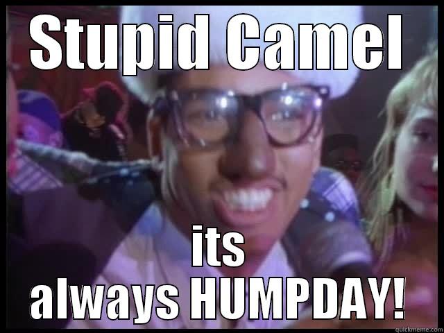 STUPID CAMEL ITS ALWAYS HUMPDAY! Misc