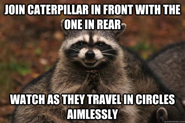 join caterpillar in front with the one in rear watch as they travel in circles aimlessly Caption 3 goes here - join caterpillar in front with the one in rear watch as they travel in circles aimlessly Caption 3 goes here  Evil Plotting Raccoon