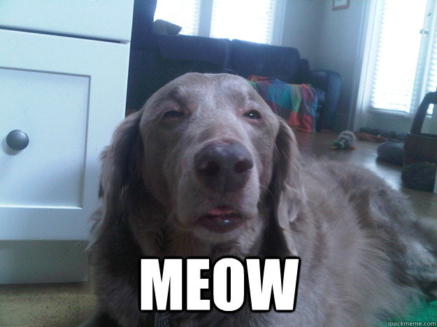  meow  10 Dog