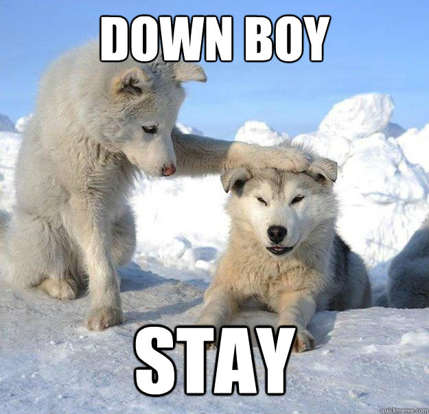 Down boy STAY  Caring Husky