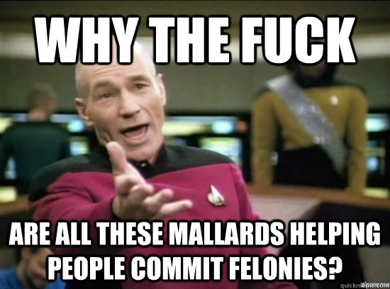 why the fuck are all these mallards helping people commit felonies?    Annoyed Picard HD