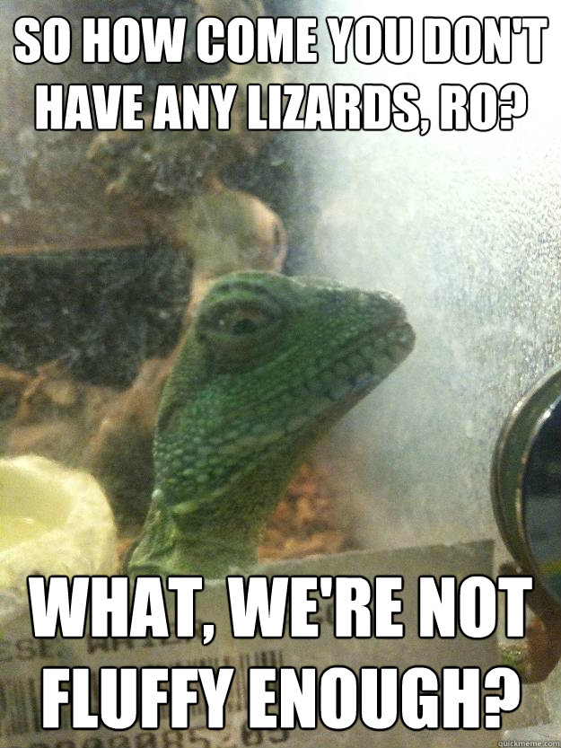 So how come you don't have any lizards, Ro? What, we're not fluffy enough?  Leery Lizard