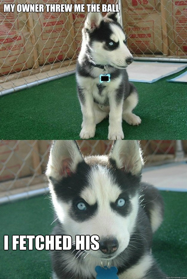 My owner threw me the ball I Fetched his  Insanity puppy