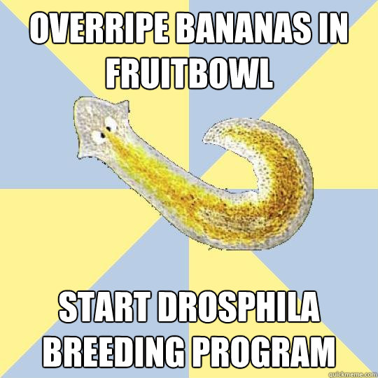 overripe bananas in fruitbowl start drosphila breeding program  Bio Major Planarian