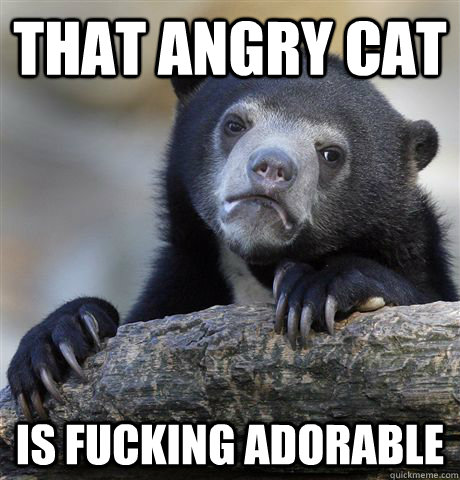 that angry cat is fucking adorable - that angry cat is fucking adorable  Confession Bear