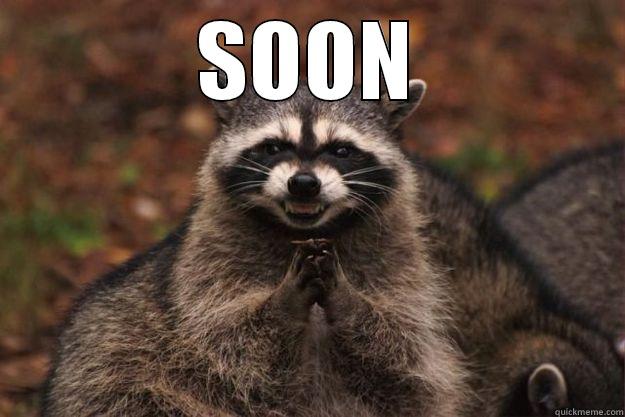 SOON  Evil Plotting Raccoon