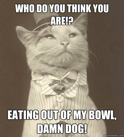 Who do you think you are!? Eating out of my bowl, Damn dog!  Aristocat