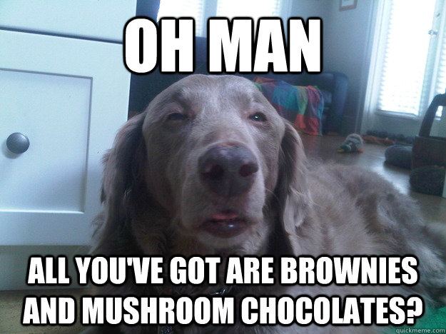 Oh man All you've got are brownies and mushroom chocolates?  10 Dog