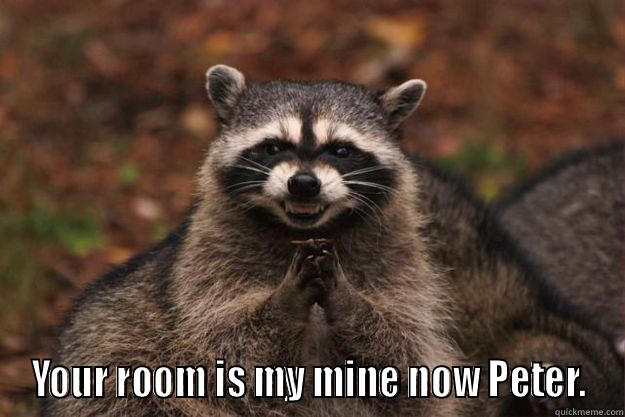  YOUR ROOM IS MY MINE NOW PETER. Evil Plotting Raccoon