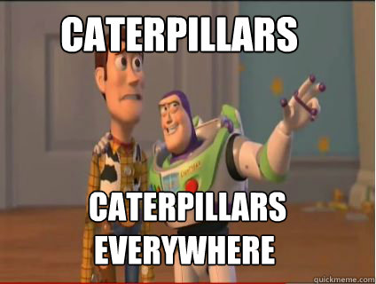 Caterpillars  Caterpillars everywhere - Caterpillars  Caterpillars everywhere  woody and buzz