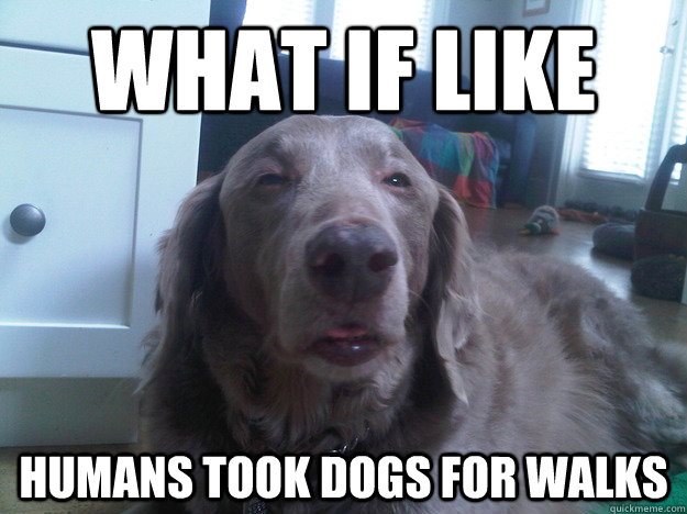 what if like humans took dogs for walks  10 Dog