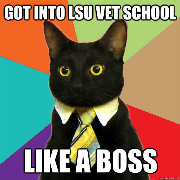 GOT INTO LSU VET SCHOOL like a boss  Business Cat