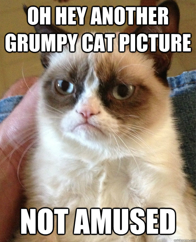 Oh hey ANOTHER GRUMPY CAT PICTURE NOT AMUSED  Grumpy Cat