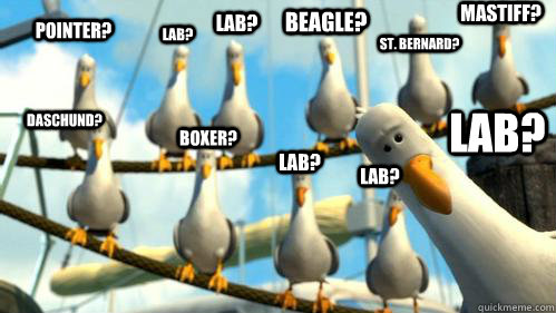 Pointer? Lab? Boxer? Mastiff? Daschund? St. Bernard? Beagle? Lab? Lab? Lab? Lab?  Finding Nemo Seagulls