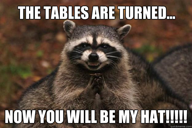 The tables are turned... Now you will be my hat!!!!! - The tables are turned... Now you will be my hat!!!!!  Evil Plotting Raccoon