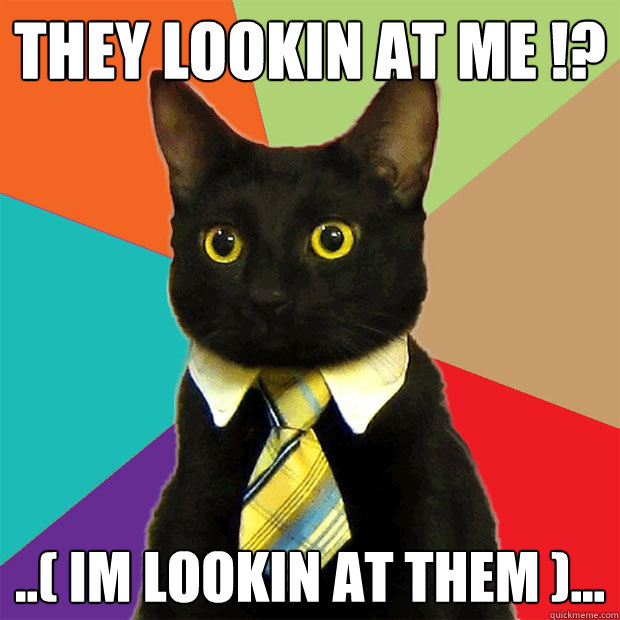 they lookin at me !? ..( im lookin at them )...  Business Cat